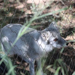 Arctic Fox (Vulpes lagopus)
