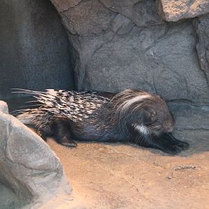 Kelly the late Cape Porcupine (Hystrix africaeaustralis)