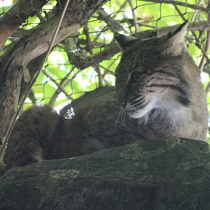Bobcat (Lynx rufus)