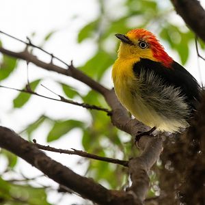 Wire-tailed Manakin- Pipra filicauda