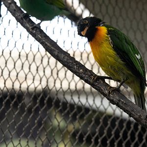 Handsome Fruiteater- Pipreola formosa