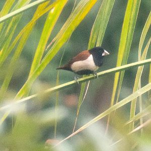 Tricolored Munia- Lonchura malacca