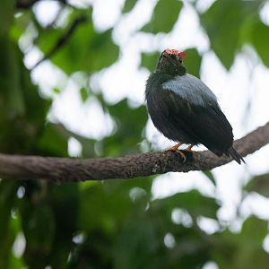 Lance-tailed Manakin- Chiroxiphia lanceolata