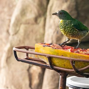 Handsome Fruiteater- Pipreola formosa