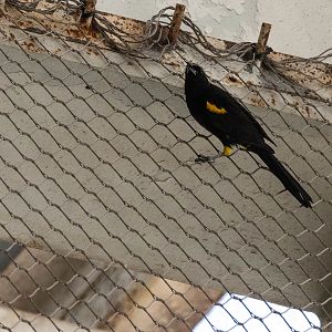 Moriche Oriole- Icterus cayanensis chrysocephalus