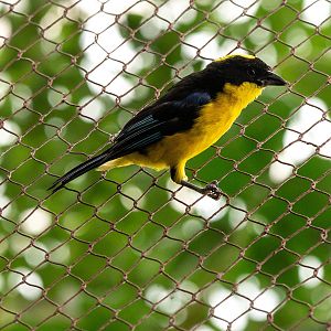Blue-winged Mountain Tanager- Anisognathus somptuosus