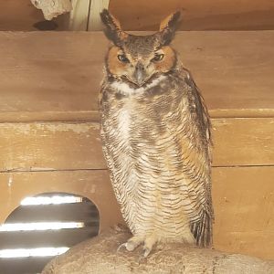 Seaside Seabird Sanctuary (2022) - Great Horned Owl