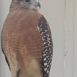 Seaside Seabird Sanctuary (2022) - Red-shouldered Hawk