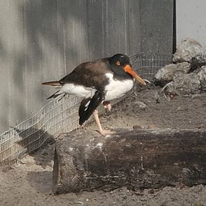Seaside Seabird Sanctuary (2022) - American Oystercatcher
