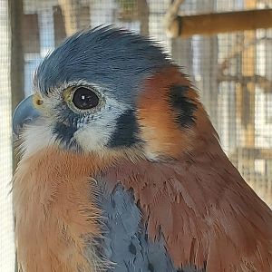 Seaside Seabird Sanctuary (2022) - American Kestrel