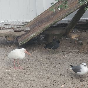 Seaside Seabird Sanctuary (2022) - Small shorebirds