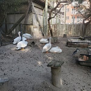 Seaside Seabird Sanctuary (2022) - White Pelican and other birds enclosure