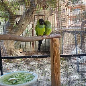 Seaside Seabird Sanctuary (2022) - Nanday Parakeet