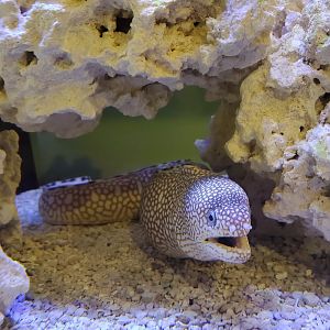 Seaside Seabird Sanctuary (2022) - Aquarium room