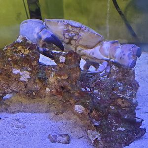 Seaside Seabird Sanctuary (2022) - Aquarium room