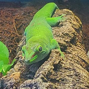 Day Gecko ID - FL Aquarium