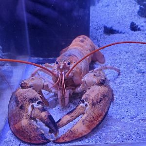 Clearwater Marine Aquarium - Lobster