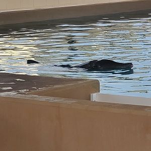 Clearwater Marine Aquarium - Rough-toothed Dolphin