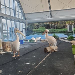 Clearwater Marine Aquarium - Great White Pelicans