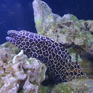 Clearwater Marine Aquarium - Leopard Moray