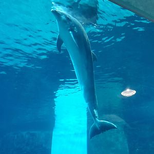 Clearwater Marine Aquarium - Bottlenose Dolphin