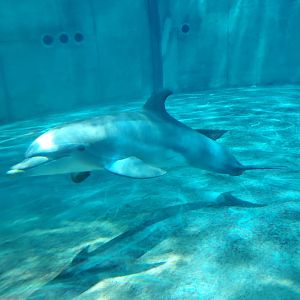 Clearwater Marine Aquarium - Bottlenose Dolphin