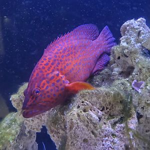 Clearwater Marine Aquarium - Coral Grouper