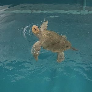 Clearwater Marine Aquarium - Kemp's Ridley
