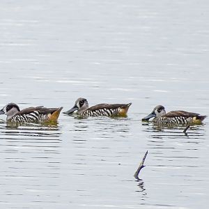 Pink-eared Ducks