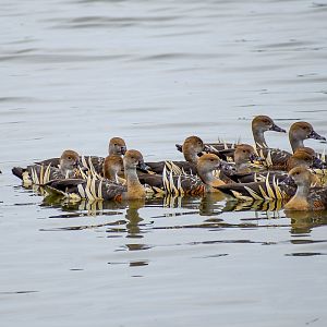 Plumed Whistling-Ducks