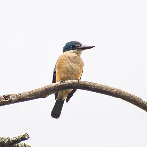 Sacred Kingfisher