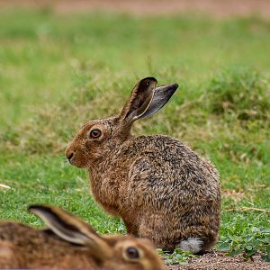 Brown Hares