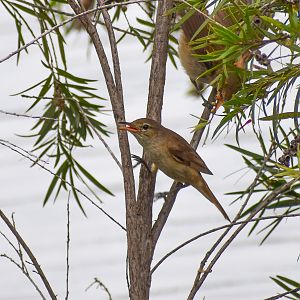 Australian Reed-Warbler