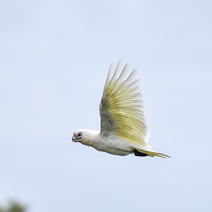 Little Corella
