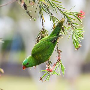 Scaly-breasted Lorikeet