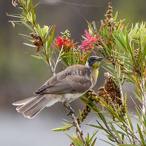 Little Friarbird