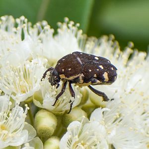 Brown Flower Beetle