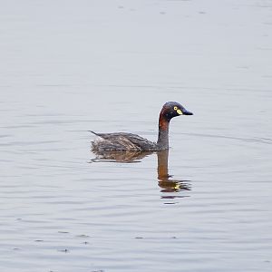 Australasian Grebe