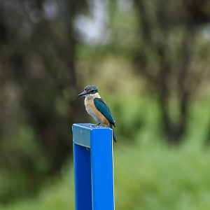 Sacred Kingfisher