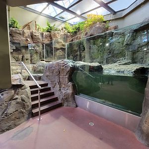 Biodôme Montréal - Laurentian Maple Forest - North American river otter