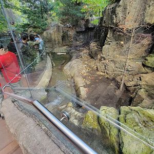 Biodôme Montréal - Laurentian Maple Forest - North American river otter