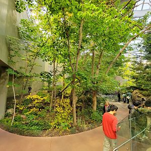 Biodôme Montréal - Laurentian Maple Forest