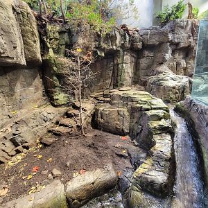Biodôme Montréal - Laurentian Maple Forest - North American river otter