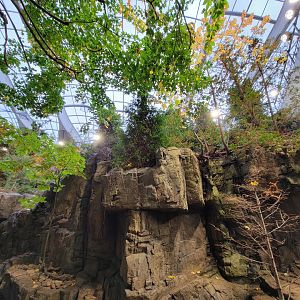 Biodôme Montréal - Laurentian Maple Forest - Above North American river otter