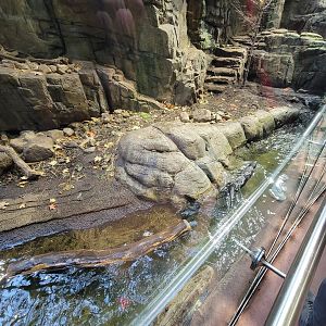 Biodôme Montréal - Laurentian Maple Forest - North American river otter