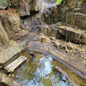 Biodôme Montréal - Laurentian Maple Forest - North American river otter