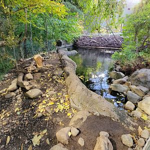 Biodôme Montréal - Laurentian Maple Forest - American beaver, fish, etc