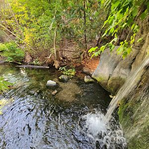 Biodôme Montréal - Laurentian Maple Forest - American beaver, fish, etc