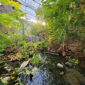 Biodôme Montréal - Laurentian Maple Forest - American beaver, fish, etc