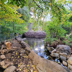 Biodôme Montréal - Laurentian Maple Forest - American beaver, fish, etc